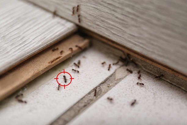 Best Best Pest Control Companies  in Amity, OR