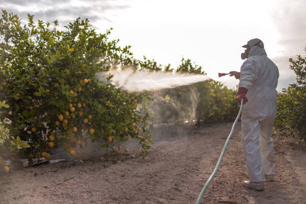 Best Flea Control Services  in Amity, OR