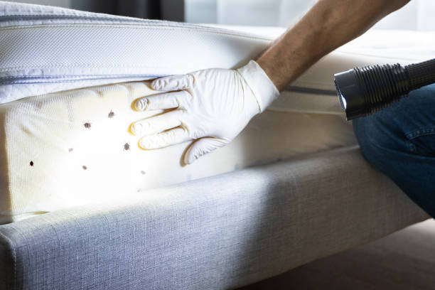 Best Ant Control Services  in Amity, OR