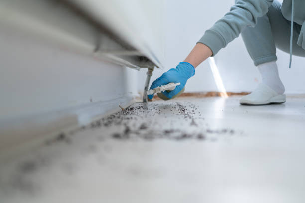 Best Pest Prevention Services  in Amity, OR
